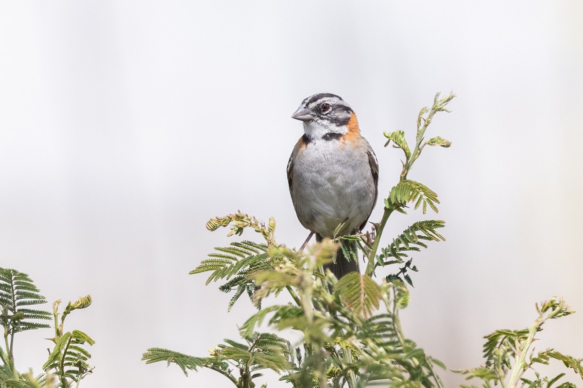 Bruant chingolo (groupe capensis) - ML649423608