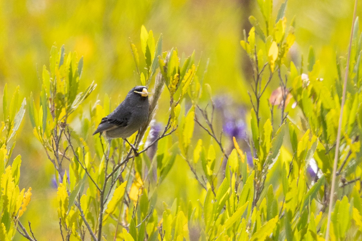 Cataménie maculée - ML649423618