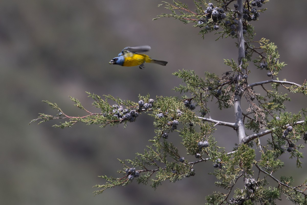 Tangara fourchu (darwinii) - ML649423630