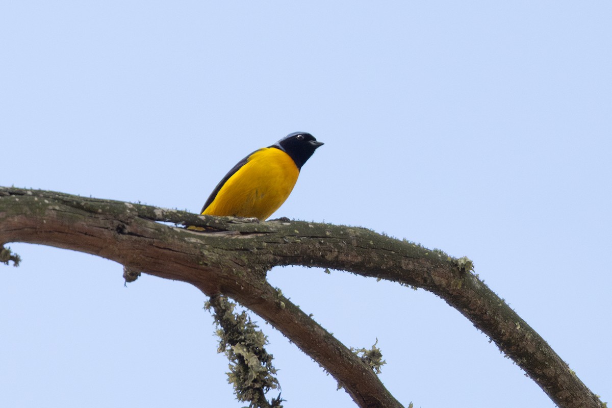 Organiste doré - ML649423641