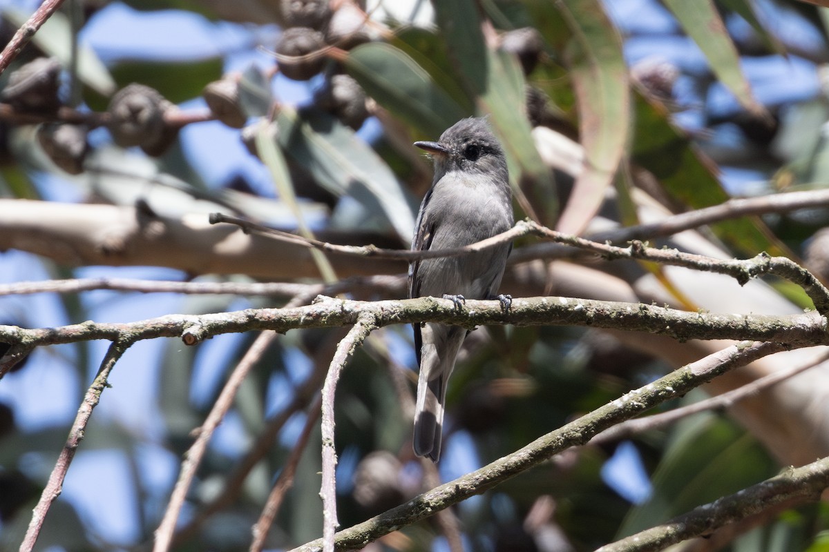 Moucherolle bistré - ML649423650