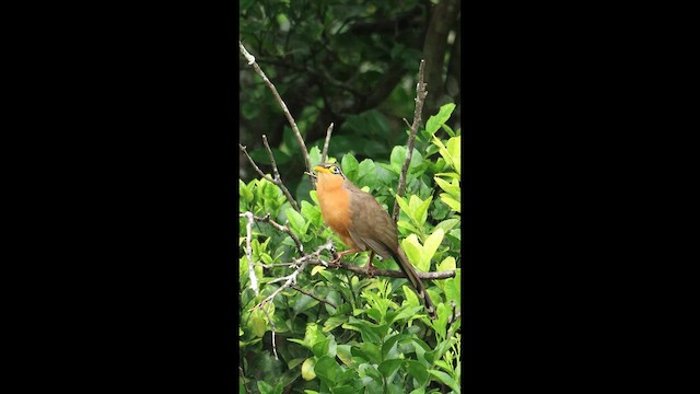 Drosselkuckuck - ML649423671