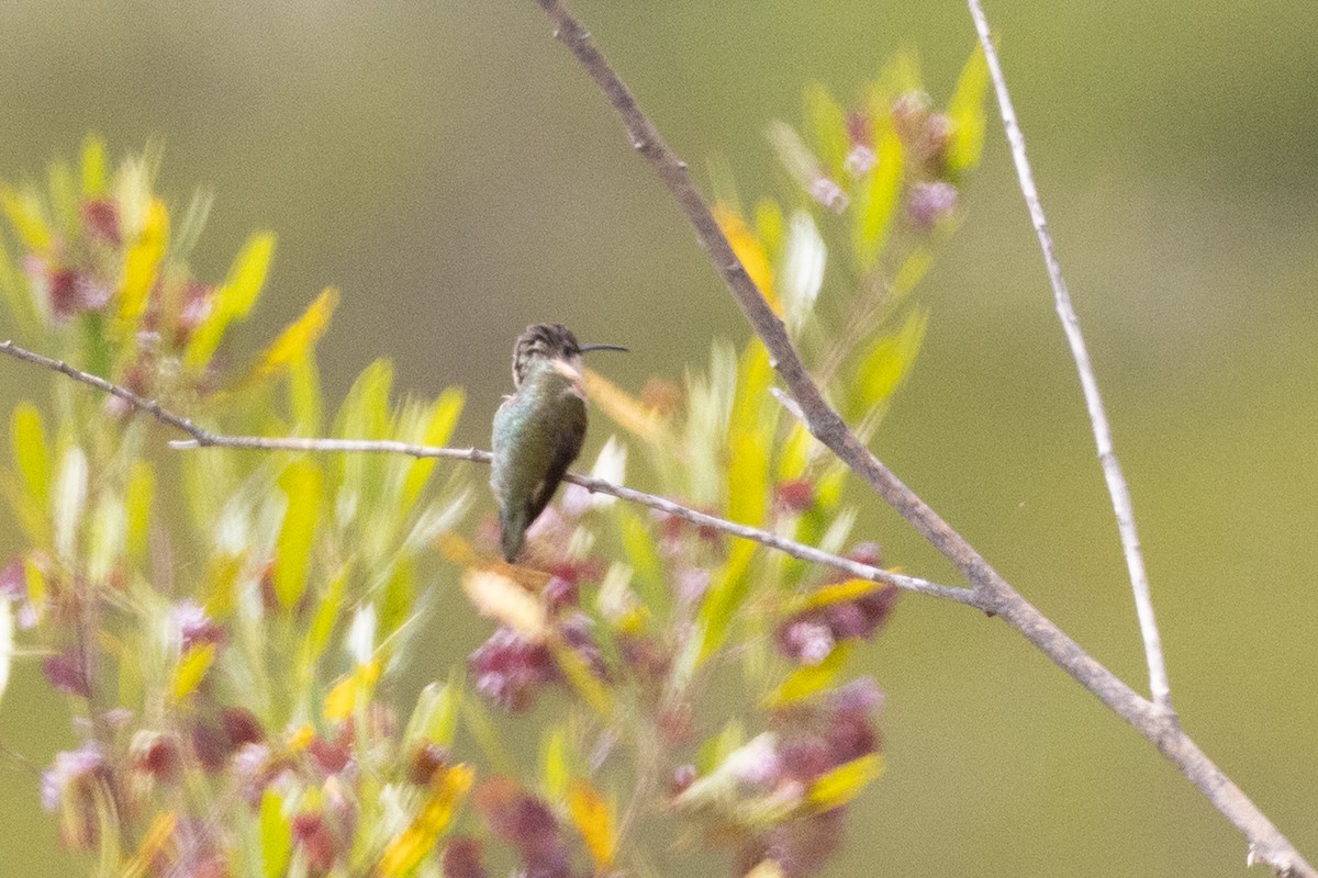Colibri de Fanny - ML649423683