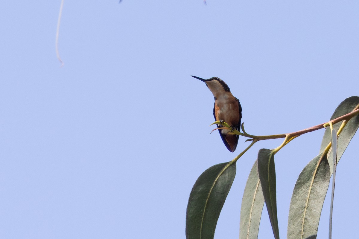 Colibri de Mulsant - ML649423689