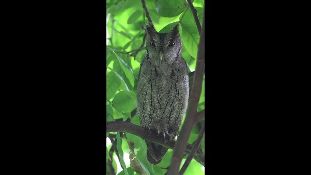 Mangrovekreischeule - ML649423755