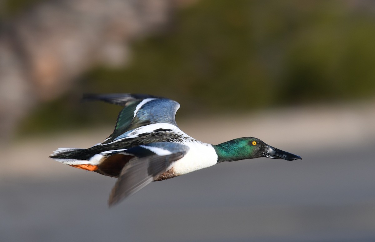 Широконоска - ML649423787