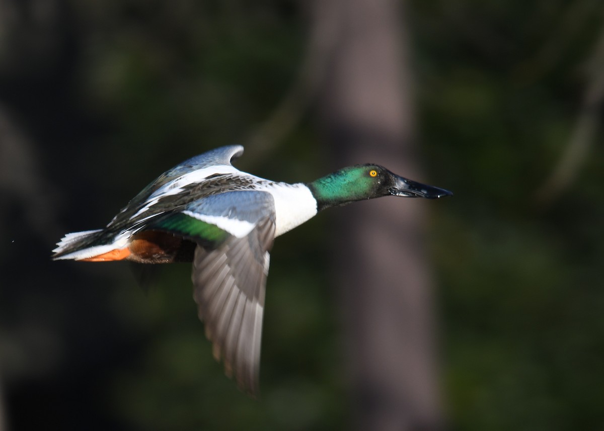 Широконоска - ML649423788