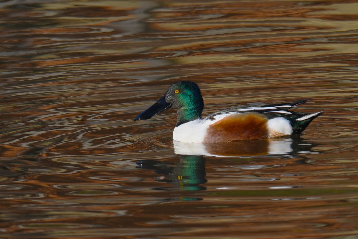 Широконоска - ML649423790