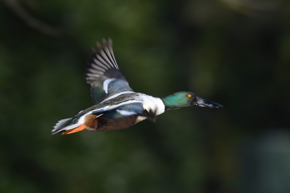 Широконоска - ML649423791