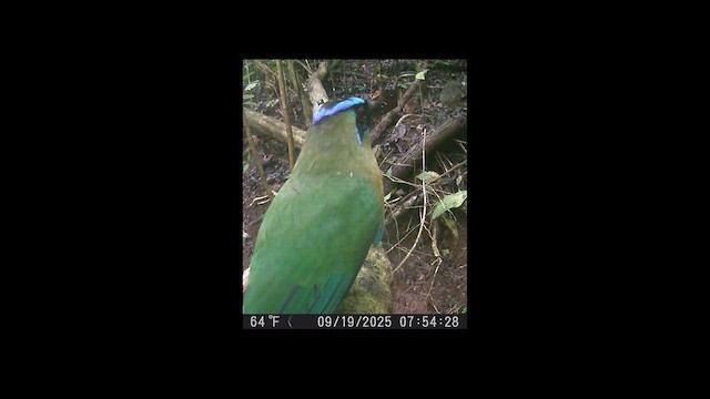 Diademmotmot - ML649423836