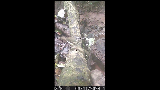 Stelzenwaldsänger - ML649423887