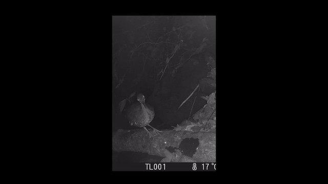 Sonnenralle - ML649424095