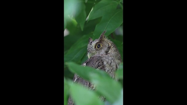 Mangrovekreischeule - ML649424140