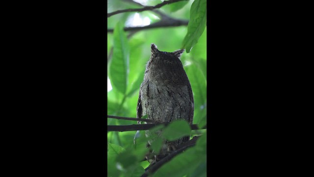 Mangrovekreischeule - ML649424142