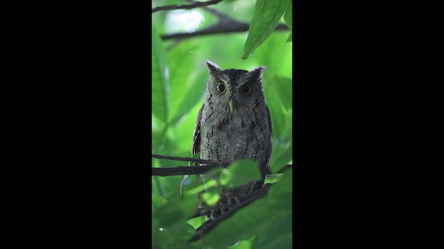 Mangrovekreischeule - ML649424143