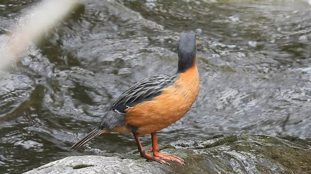 Torrent Duck - ML649424343