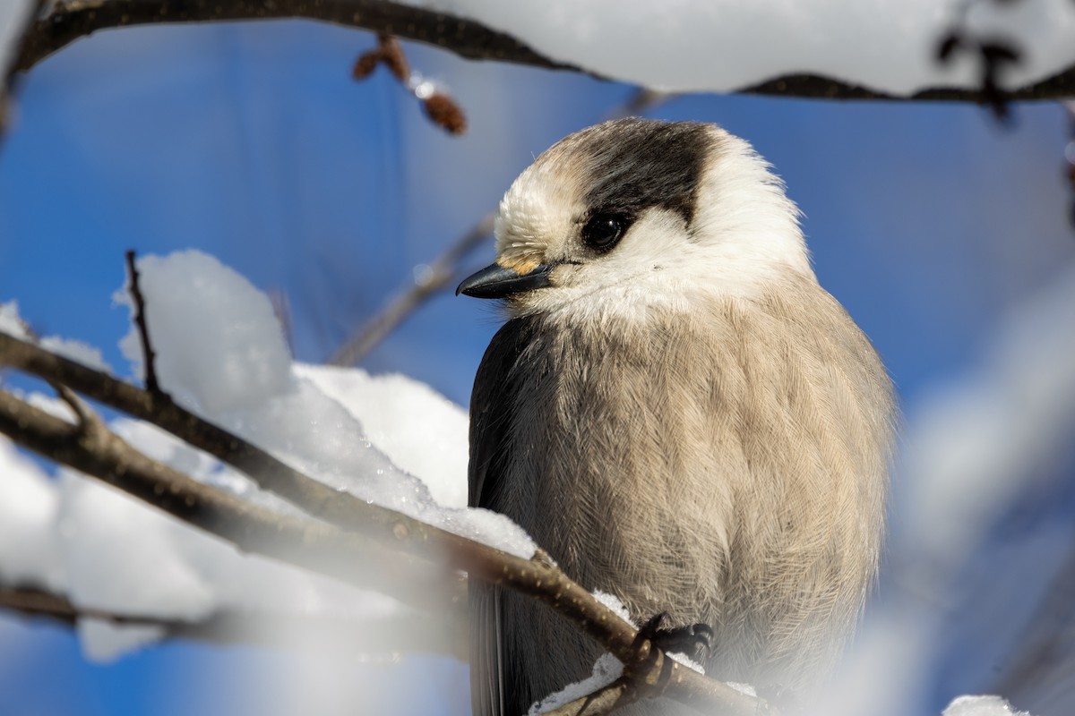 Canada Jay (Boreal) - ML649424930