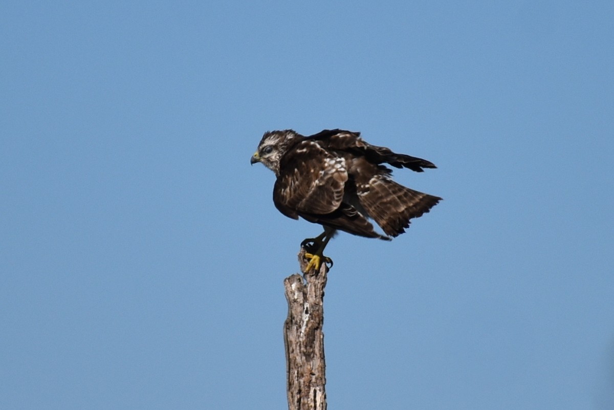 Busardo Aliancho - ML649425042