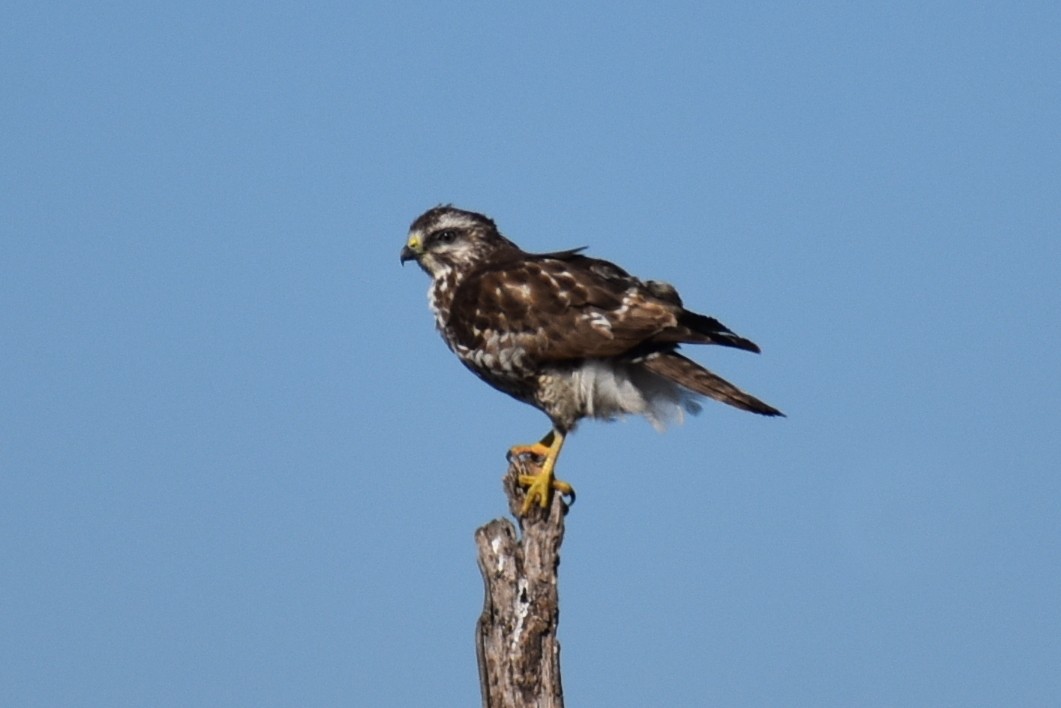 Broad-winged Hawk - Claire H