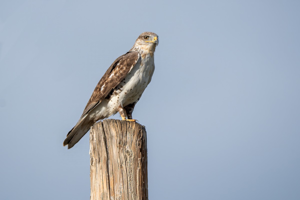 Ferruginous Hawk - ML649425557