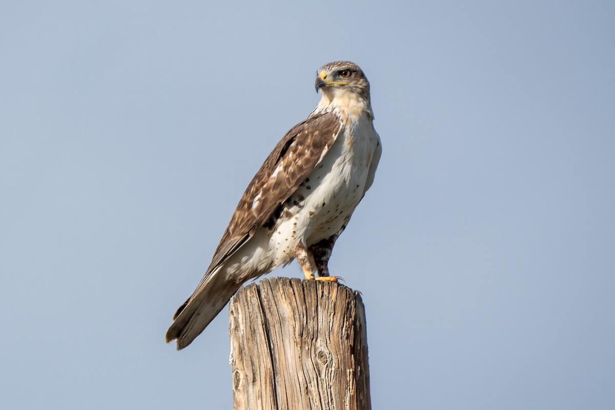 Ferruginous Hawk - ML649425559