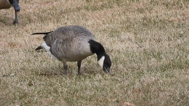 ברנטה גוצית - ML649425687