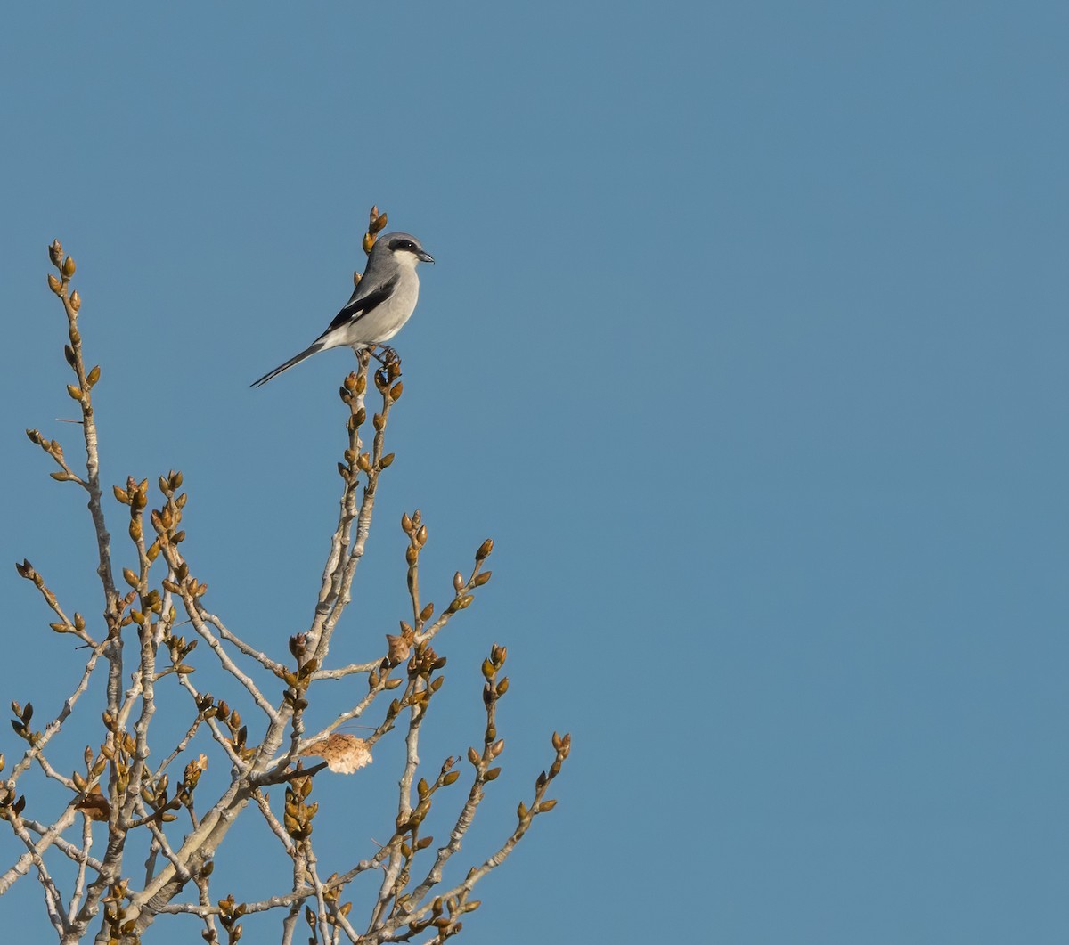Loggerhead Shrike - ML649425740
