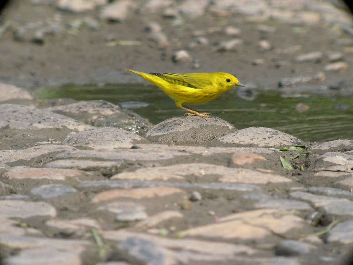 סבכון צהוב/סבכון מנגרובים - ML649425841