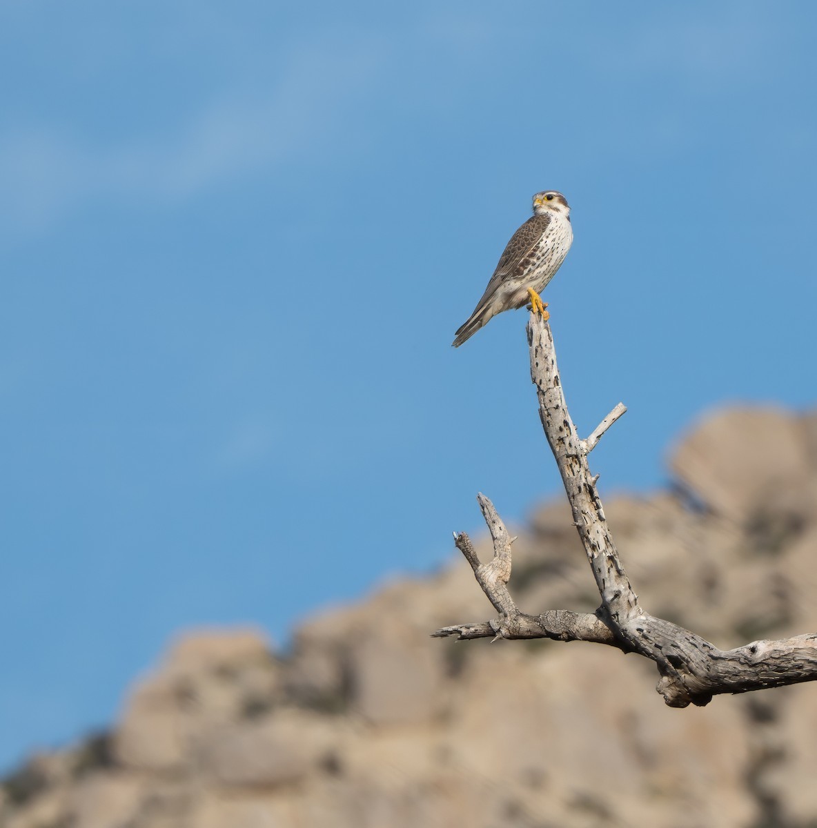 Prairie Falcon - ML649425864