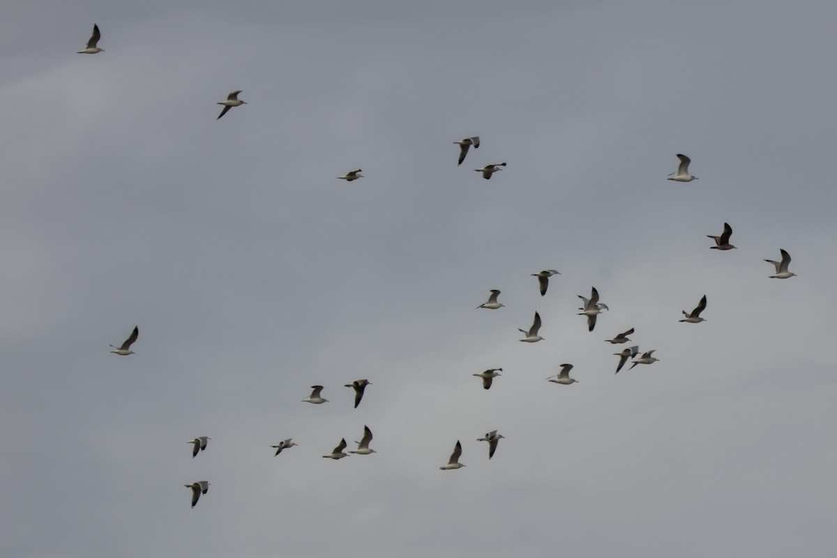 カモメ亜科 - ML649425936