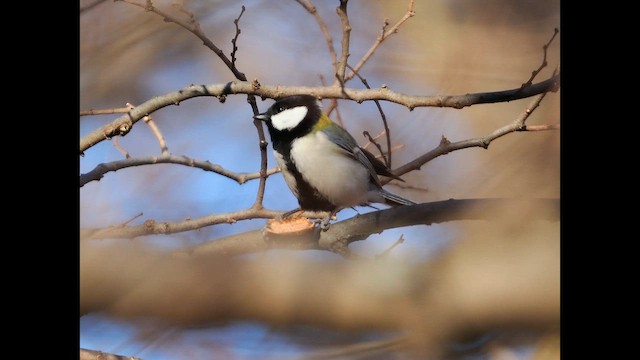 ירגזי אפרפר - ML649426126