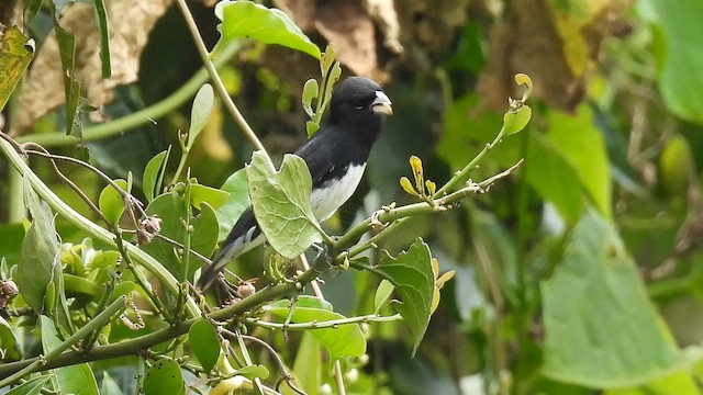 Black-and-white Seedeater - ML649426167