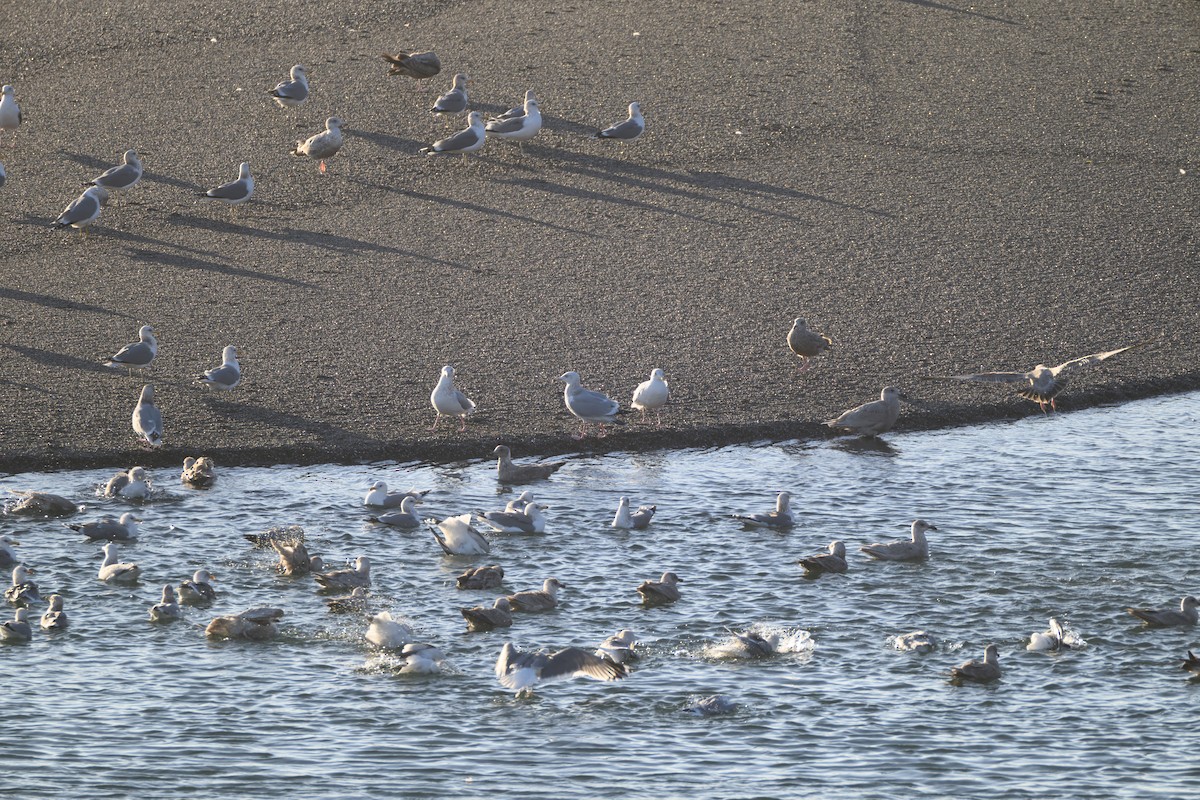 カモメ亜科 - ML649426270