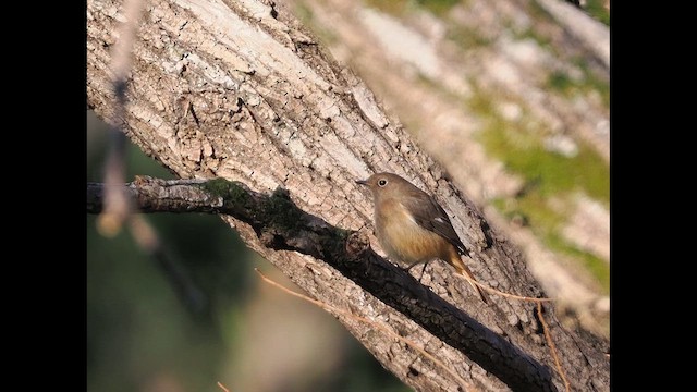 חכלילית סיבירית - ML649426276