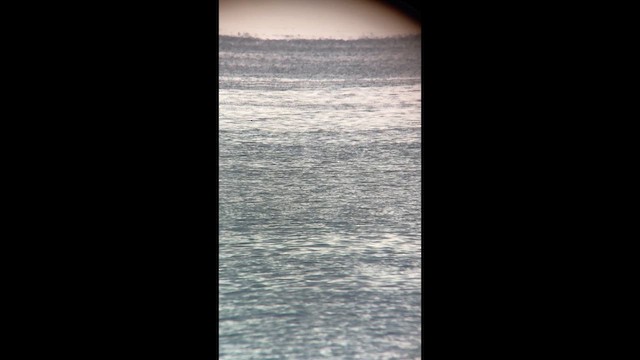 אלקית בהירת-מקור - ML649426355