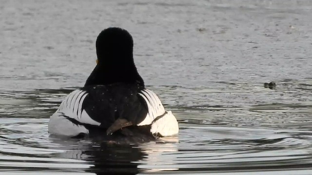 עבראש ירוק - ML649426481