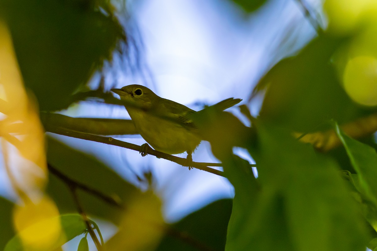 ויראו צהוב-גרון - ML649426682