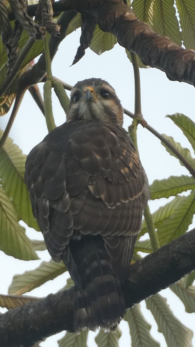 Серый канюк - ML649426759