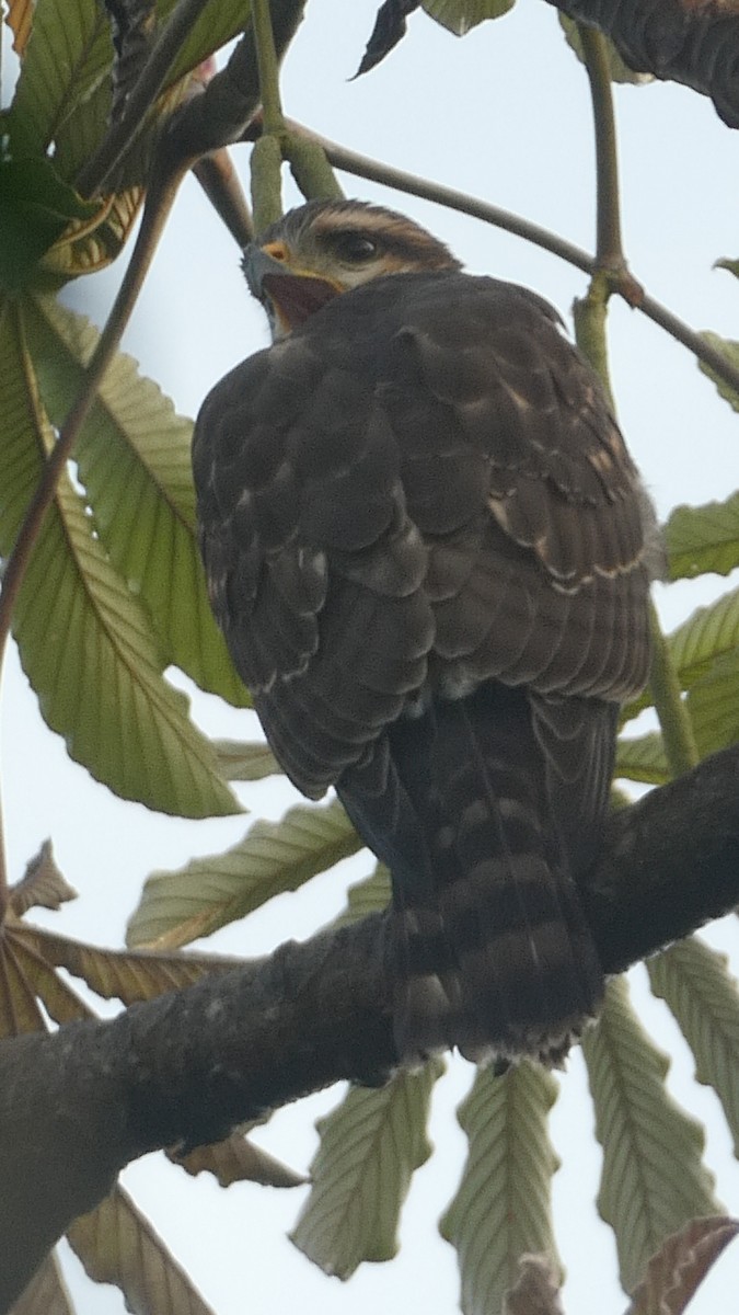 Серый канюк - ML649426760