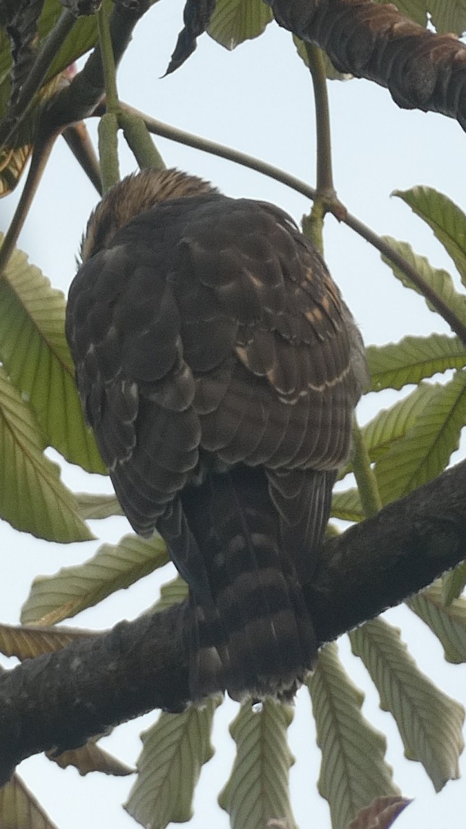 Серый канюк - ML649426761