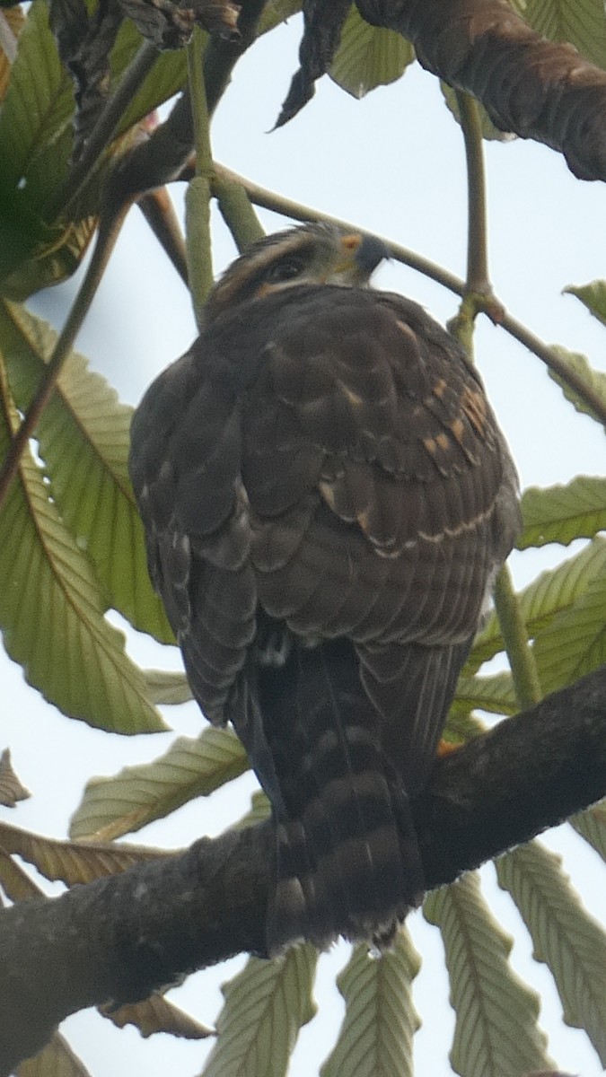 Серый канюк - ML649426762