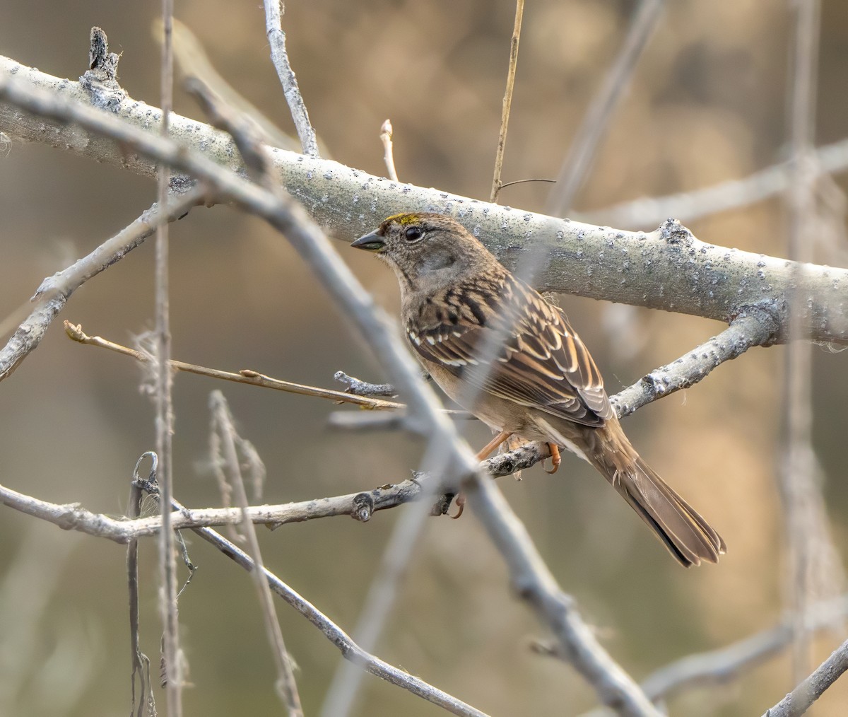 Golden-crowned Sparrow - ML649427121