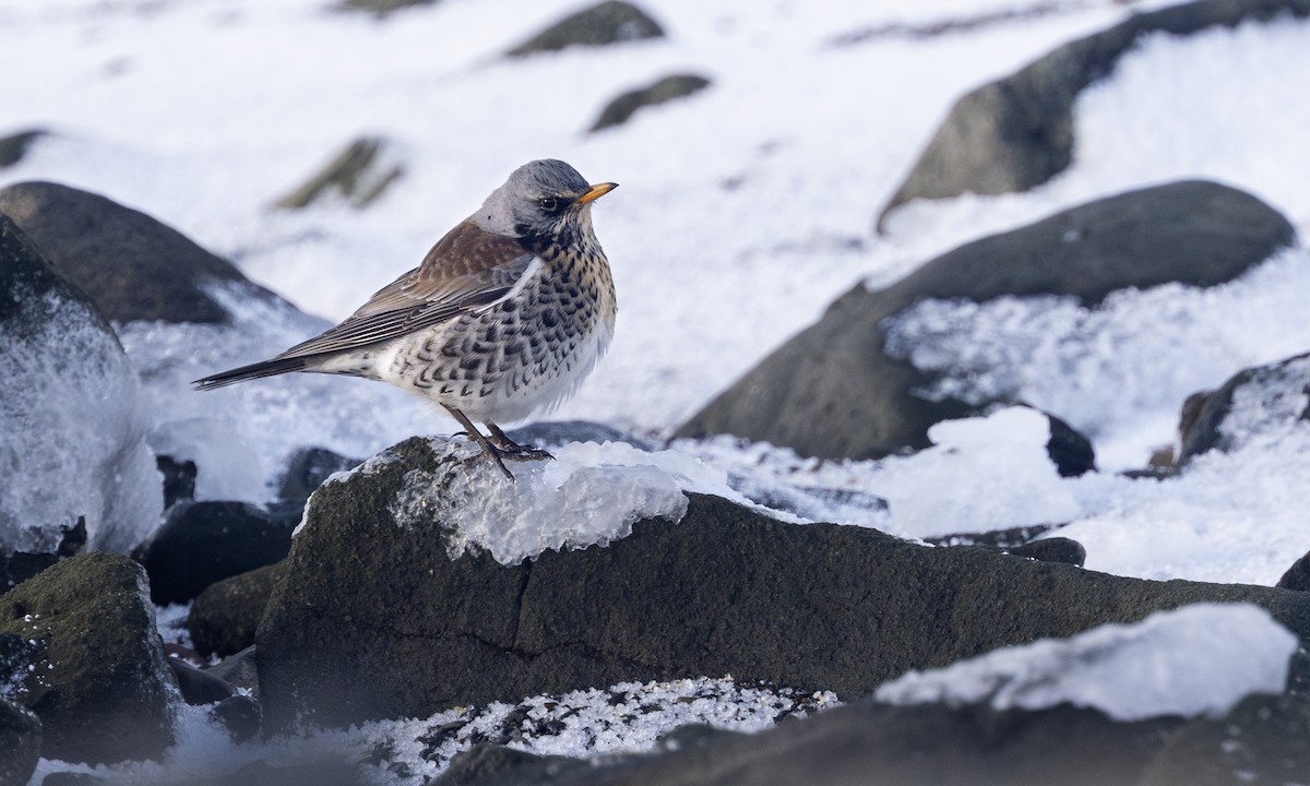 Fieldfare - ML649427321