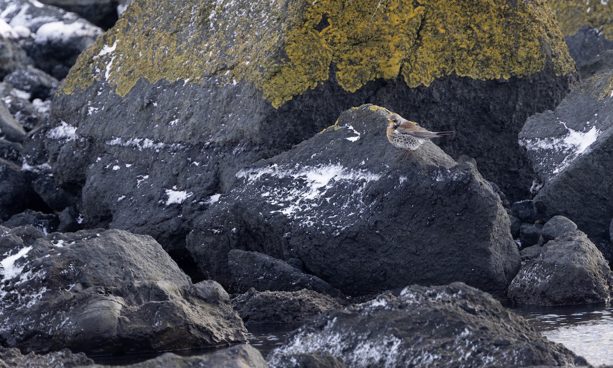 Fieldfare - ML649427331