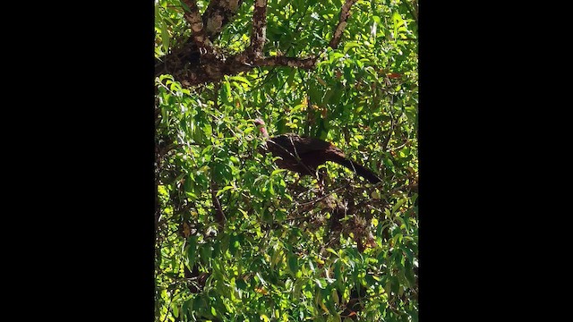 Пенелопа еквадорська - ML649427363