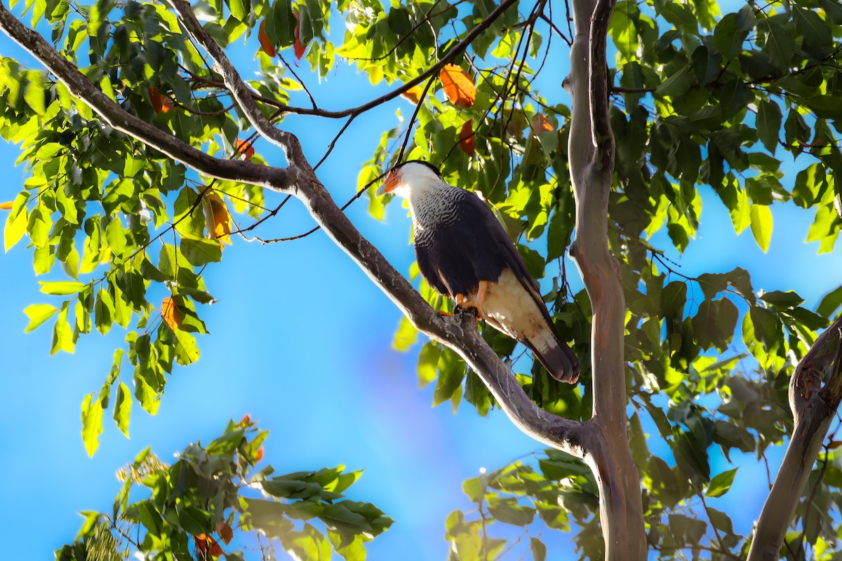 Crested Caracara (Northern) - ML649427469