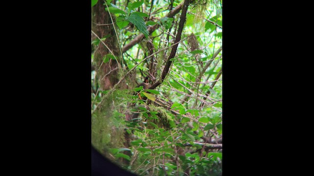 Speckled Nightingale-Thrush - ML649427628