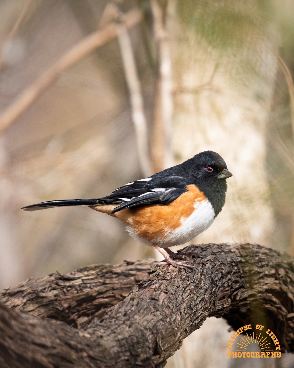 Eastern Towhee - ML649427675