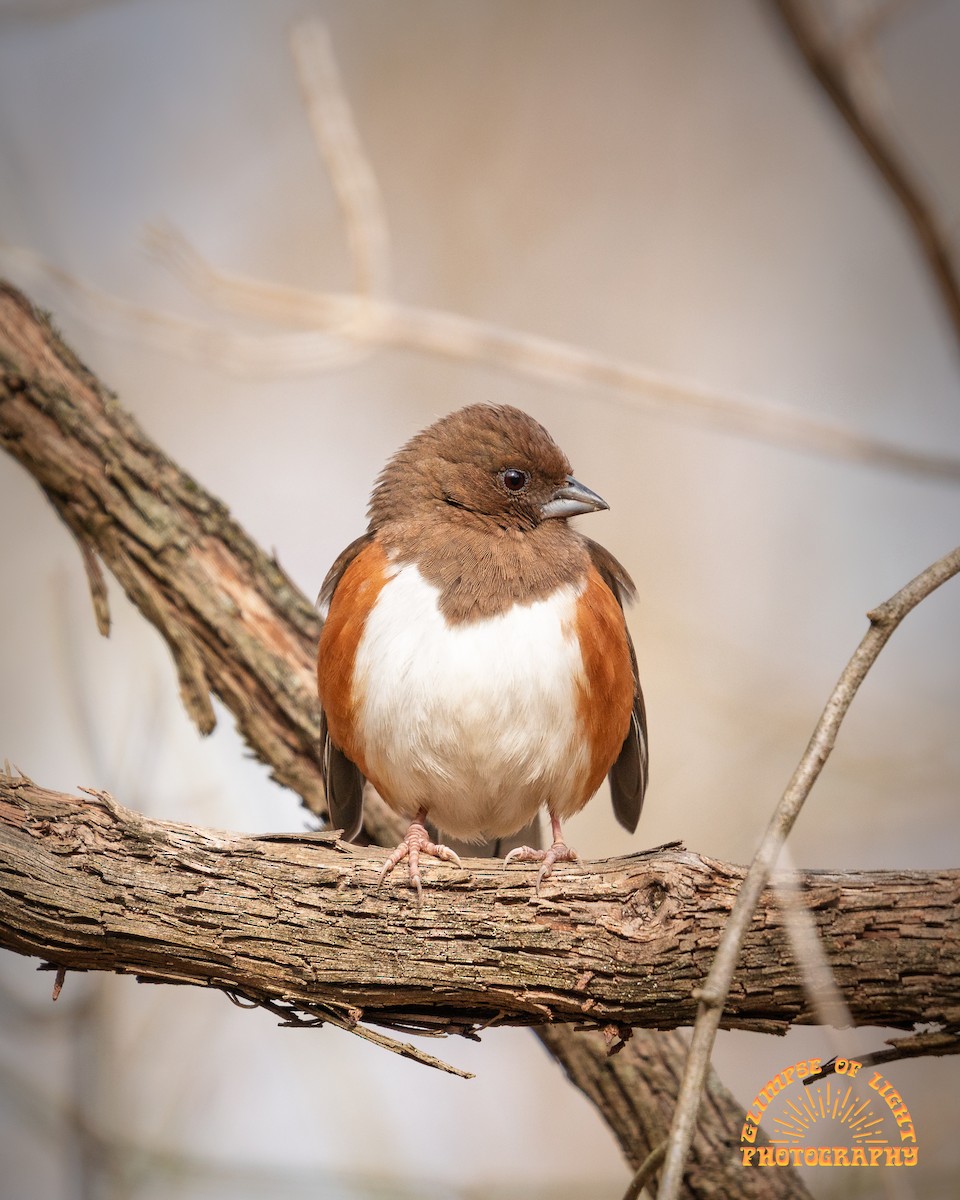 Eastern Towhee - ML649427676