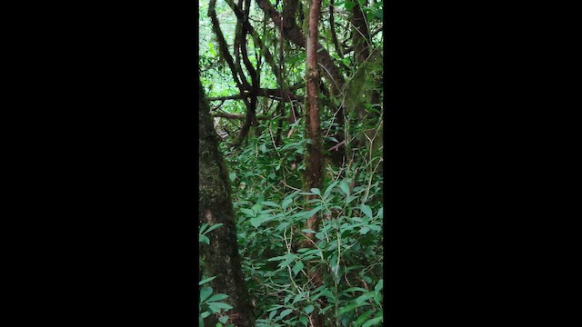 Speckled Nightingale-Thrush - ML649427712